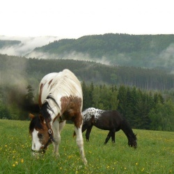 Jízda na koni